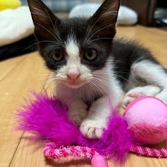 2か月のやんちゃボーイ♡