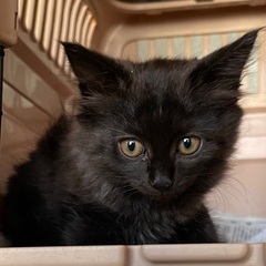 ②子猫　２ヶ月くらい　黒猫　女の子