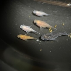 【決まりました】パンダダルマ5匹稚魚無選別（＾ω＾）