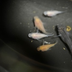 【決まりました】パンダダルマ5匹稚魚無選別（＾ω＾）の画像