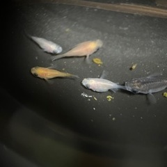 【決まりました】パンダダルマ5匹稚魚無選別（＾ω＾）の画像