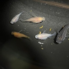 【決まりました】パンダダルマ5匹稚魚無選別（＾ω＾）の画像