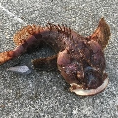 釣り仲間募集！女性の方や初心者の方も歓迎します。 - メンバー募集