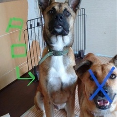 シェパード風雑種、カッコいい男の子！ − 岡山県