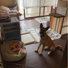 シェパード風雑種、カッコいい男の子！ - 犬
