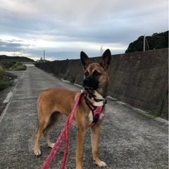 シェパード風雑種、カッコいい男の子！ - 岡山市