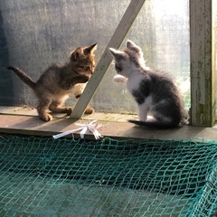野良猫の赤ちゃんが2匹産まれました