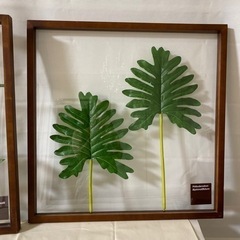 アートグリーン　壁飾り　ボタニカルアート　モンステラの画像