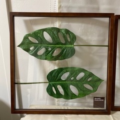 アートグリーン　壁飾り　ボタニカルアート　モンステラ