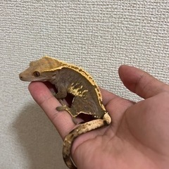 クレステッドゲッコー里親探してます
