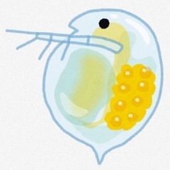 みじんこ、ミジンコ、100匹くらい。(めだか、メダカの餌に)