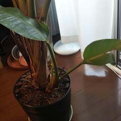 観葉植物ストレリチアオーガスタ