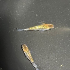 高級メダカ　【ヒミツヘイキ】1ペア