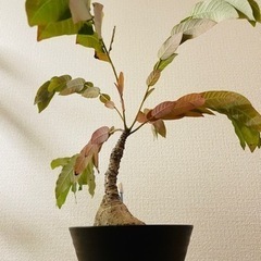 フィランサス　ミラビリス　塊根植物の画像