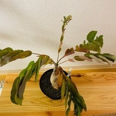 フィランサス　ミラビリス　塊根植物の画像