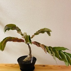 フィランサス　ミラビリス　塊根植物