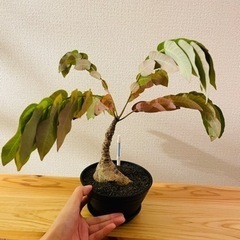 フィランサス　ミラビリス　塊根植物の画像