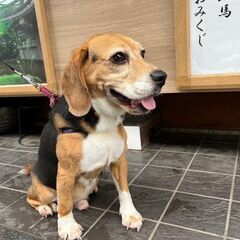 人懐っこいビーグル8歳男の子です