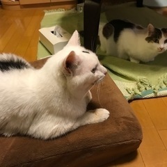 【ねこのわ】猫を飼っている方限定！万が一自分になにかあったときに、助けあえるコミュニティ【広島市】 - 広島市