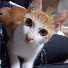 子猫