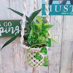 【観葉植物】　混合　プランツハンガーの画像