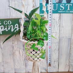 【観葉植物】　混合　プランツハンガーの画像
