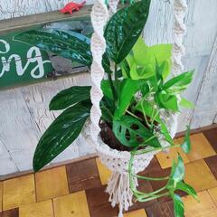 【観葉植物】　混合　プランツハンガーの画像