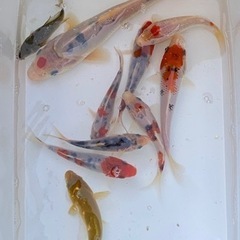 ①錦鯉　１０匹セット