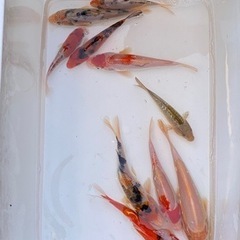 ② 錦鯉　１０匹セット
