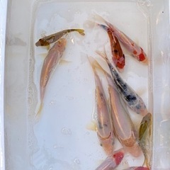③錦鯉　１０匹セット