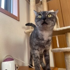 グレー2歳☆べっぴんさんです