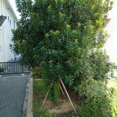 植栽　大きいですの画像