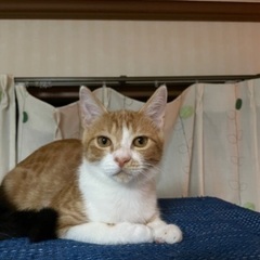 4ヶ月の仔猫、里親募集