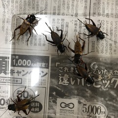 お譲り先決定　　コオロギ