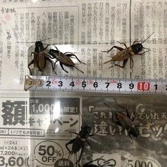 お譲り先決定　　コオロギの画像
