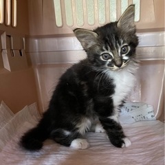 正式譲渡①③生後2〜3ヶ月　アメショ柄　長毛　男の子