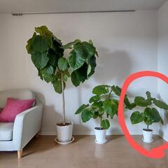 ①フィカスウンベラータ 観葉植物 約75cm