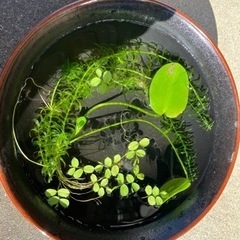 ❣️水草セット（3種類）❣️