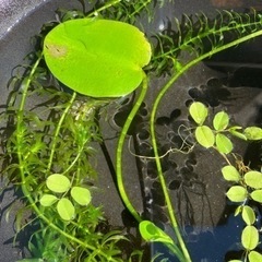 ❣️水草セット（3種類）❣️の画像