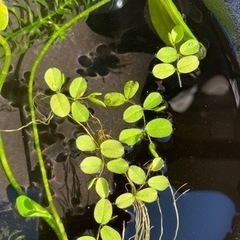 ❣️水草セット（3種類）❣️の画像