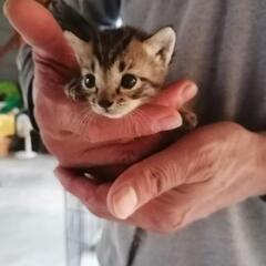 保護猫♀生後1ヶ月頃