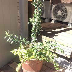 オリーブ　アイビー　寄せ植えの画像