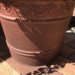 オリーブ　アイビー　寄せ植えの画像