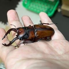 トカラノコギリクワガタ（悪石島産） 成虫ペア＋オマケ♂の画像