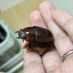 トカラノコギリクワガタ（悪石島産） 成虫ペア＋オマケ♂の画像