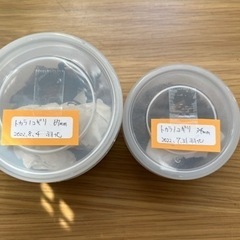 トカラノコギリクワガタ（悪石島産） 成虫ペア＋オマケ♂の画像