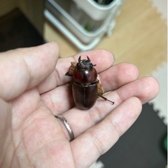 トカラノコギリクワガタ（悪石島産） 成虫ペア＋オマケ♂の画像
