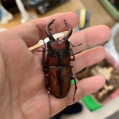 トカラノコギリクワガタ（悪石島産） 成虫ペア＋オマケ♂の画像