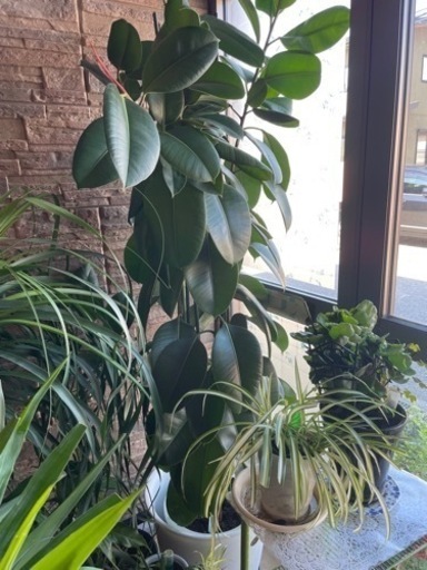観葉植物　ゴムの木　大