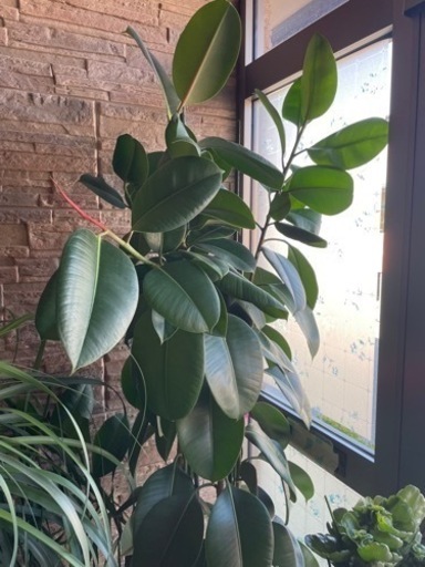 観葉植物　ゴムの木　大